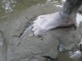 playing with nature
