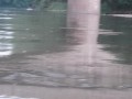 swimming