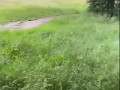 CAUGHT wanking outside! Woodland masturbation of big cock by hung straight guy 