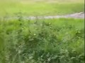 CAUGHT wanking outside! Woodland masturbation of big cock by hung straight guy 