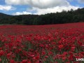 A falta de pollas masturbación entre amapolas