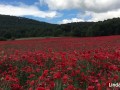 A falta de pollas masturbación entre amapolas