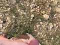 She held my cock for me to go pee on some bushes outside near a pond in the woods