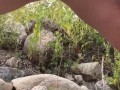 She Sat Down on a Rock to Pee and it was so Hot to watch