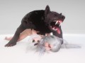 Curvy Bitch breeds with Werewolf | Big Cock Monster | 3D Porn Wild Life