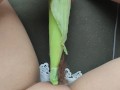 Anna Perv play whith corn when ride car