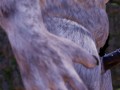 Furry Monster avler saftig fitte | Big Cock Monster | 3D Porn