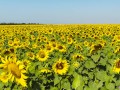 Fertility goddess caresses her pussy in a sunflower field