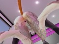 She sucks your cock SL ASMR
