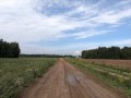 Naked girl in a russian field