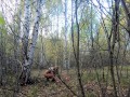 Nude Picking mushrooms in the forest