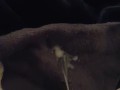 Cummin for you ;)