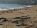 PUBLIC BEACH HANDJOB: Beauty in Bikini makes him get a huge cumshot at the beach