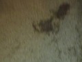 bbw bunny squirting and dripping wet