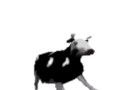 English polish cow dancing (reprised by me)