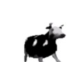 English polish cow dancing (reprised by me)