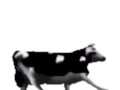 English polish cow dancing (reprised by me)