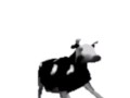 English polish cow dancing (reprised by me)