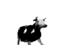 English polish cow dancing (reprised by me)