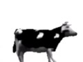 English polish cow dancing (reprised by me)