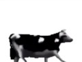 English polish cow dancing (reprised by me)