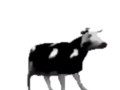English polish cow dancing (reprised by me)