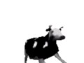 English polish cow dancing (reprised by me)