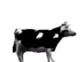 English polish cow dancing (reprised by me)