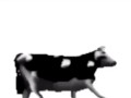 English polish cow dancing (reprised by me)