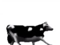 English polish cow dancing (reprised by me)