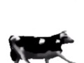 English polish cow dancing (reprised by me)