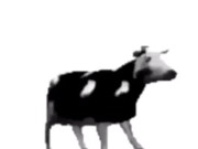 English polish cow dancing (reprised by me)