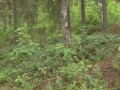 Lucky Guy Deep Fucks Young Thief Vasavi In The Wild Forest!