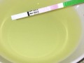 Girl pissing on plate over the toilet and doing an ovulation test