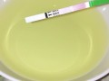 Girl pissing on plate over the toilet and doing an ovulation test