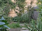 Little by little I am doing something in the garden