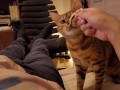 Hot kitty sucks deliciously on you ... . Pussy eating while staring at you