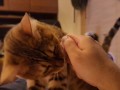 Hot kitty sucks deliciously on you ... . Pussy eating while staring at you