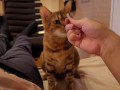 Hot kitty sucks deliciously on you ... . Pussy eating while staring at you