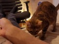 Hot kitty sucks deliciously on you ... . Pussy eating while staring at you