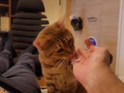 Hot kitty sucks deliciously on you ... . Pussy eating while staring at you