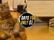 advertising parody . Click here to watch the video for free!