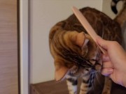 Furry Pussy like to make herselves comfortable with toys. Pussy like to make themselves comfortable