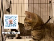 Playing in the furry kitty's bedroom .... Do you like pussy that lick you carefully?