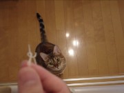 The furry pussy will jump at you for your treats .....