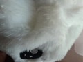 Foya sweet plump furry wife gets fake sperm in her mouth and blows it