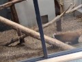 (vlog)初の山登り＆動物園で沢山充実したあとお部屋でまったり生エッチ。お口で優しく包まれた後に下のお口に中出し。(日本人/Japanese/등산과 동물원에 외출하신다)