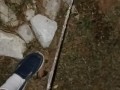 Risky Pissing In The Back Yard at Night While Wife's Home