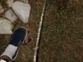 Risky Pissing In The Back Yard at Night While Wife's Home