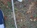 Backyard pissing full video